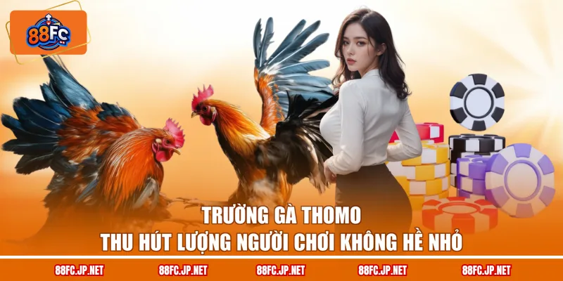 Trường gà Thomo thu hút lượng người chơi không hề nhỏ